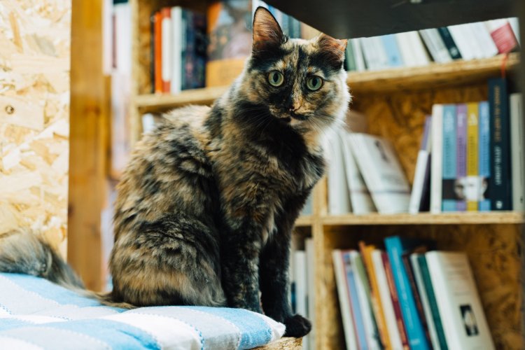 Tortoiseshell cat sitting on a striped cushion, framed by wooden bookshelves filled with books.